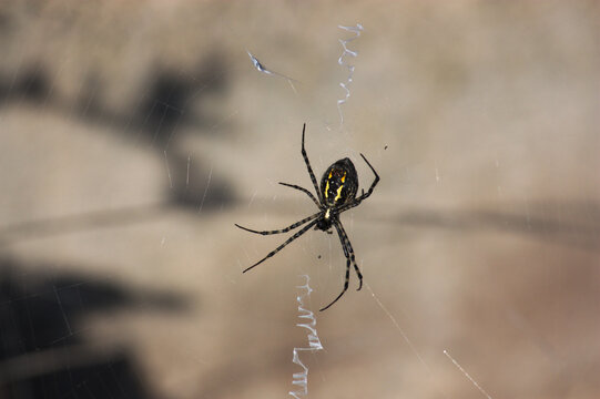 Spider of the Argiope trifasciata type in the center of its spider web