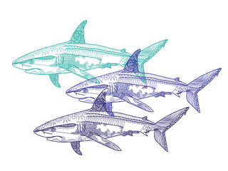 Shark. Stylish multi-colored freehand drawing. Antistress coloring page. Mandala and patterns. Ethnic print.