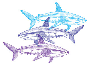 Shark. Stylish multi-colored freehand drawing. Antistress coloring page. Mandala and patterns. Ethnic print.