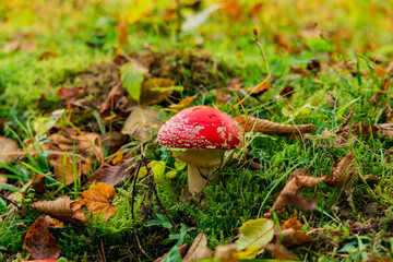 autumn colorful forest scenic view toxic red mushroom in green grass and yellow brown orange...