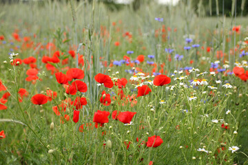 blooming red poppies in a green summer field, natural, environmental concept, background for the designer for postcards, wallpapers, banner with blurry bokeh