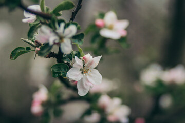 A close up of a flower
