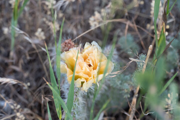 Cactus flowering on top of colorado foothill