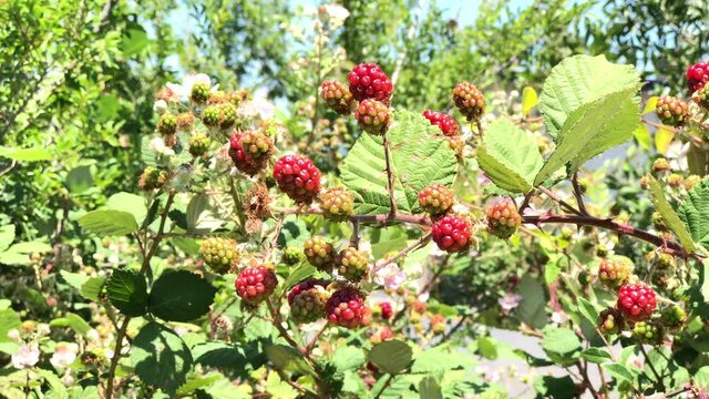 4K HD video blackberries ripening on the vine blowing in the wind
