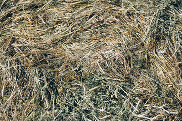 Hay bale of dried plants in sunny day