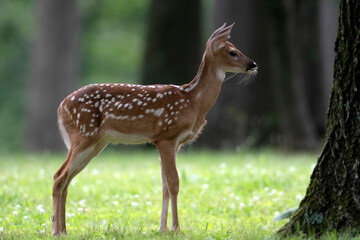 Naklejka na ściany i meble White-tailed deer fawn in an open meadow