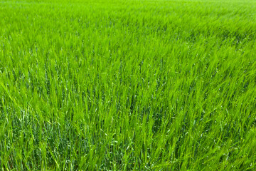Bright green grass close-up, used as a background or texture, soft focus