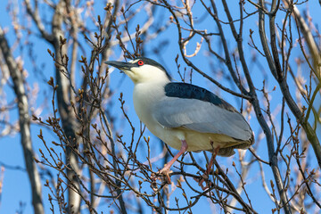 A full-bodied side profile close up of an Adult Black-crowned Night Heron in a budding tree with a vibrant red eye and pink legs and feet during mating season
