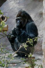 
Black gorilla in the park