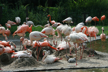 Obraz premium group of wild pink flamingo