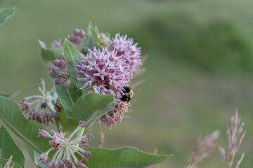 Carpenter bee pollinating on a purple flower in colorado