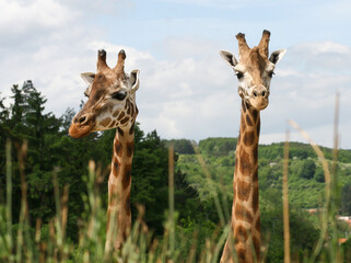 portrait of a  two giraffes