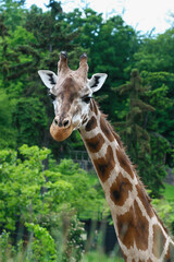 portrait of a giraffe