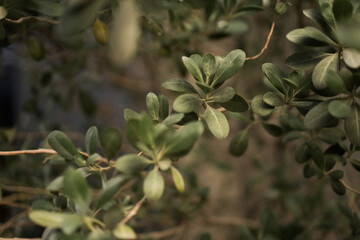 Obraz premium Leaves on the tree muted colors