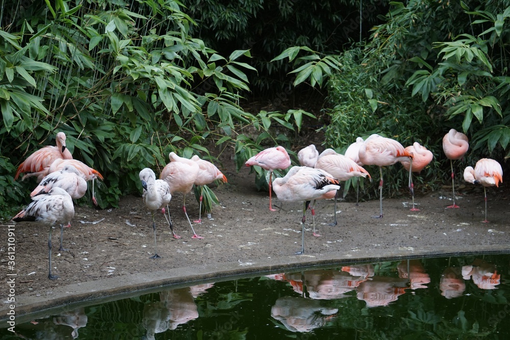 Sticker Some flamingos standing in the river bank and some tropical bushes around