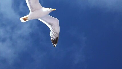 SLOW MOTION: Seagull flying in the mountain sky in Stavanger, Norway. European herring gull, Larus argentatus, isolated on mountain sky background. bottom view close up.