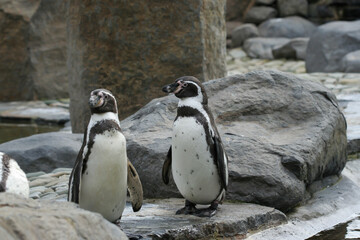 penguin on the rocks