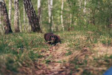 A bear that is standing in the grass