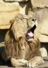 Naklejka premium portrait of a lion