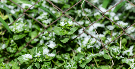 Cataclysm. Snow in the spring. The return of winter. Snow covered the grass. Weather anomaly.