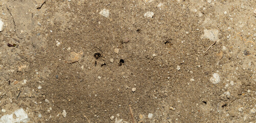 Black garden ant. Life of insects. Ants in an anthill.