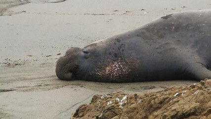 elephant seal on beach
