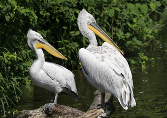pelican on the beach