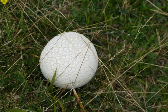 Bovista Plumbea
