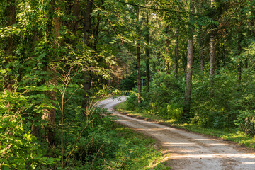 A path in the Monticolo forest full of summer greenery in Italian South Tyrol