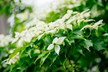 green leaves close up - Image