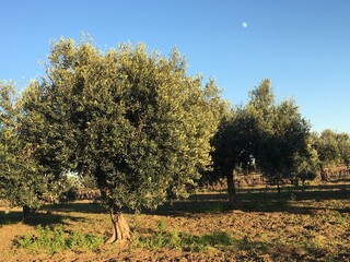 Campo de olivos 