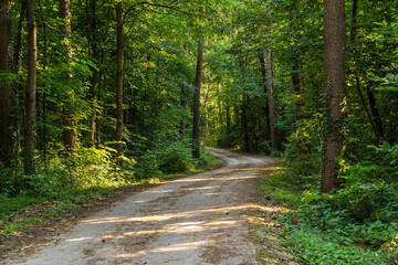 A path in the Monticolo forest full of summer greenery in Italian South Tyrol