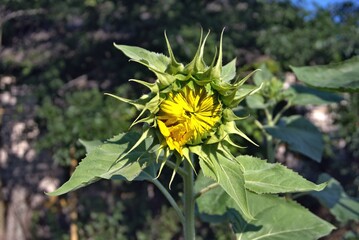 Not blossoming sunflower on a plot of land