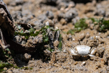Porcelain fiddler crabs (Uca annulipes)