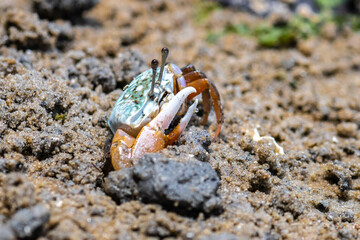 Porcelain fiddler crabs (Uca annulipes)