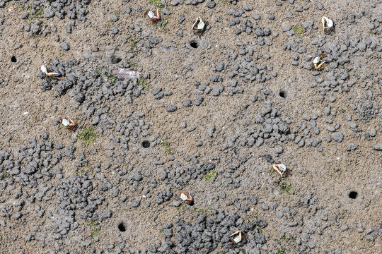 Porcelain Fiddler Crabs (Uca Annulipes)