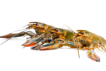 A picture of variety freshwater lobster on isolated white background. It also known as 