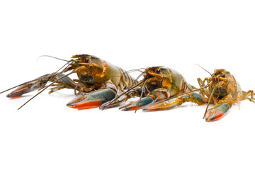 Selective focus of small freshwater or 