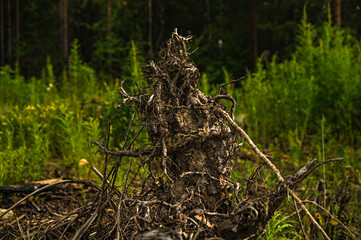 driftwood in the ground against the background of forest and green grass