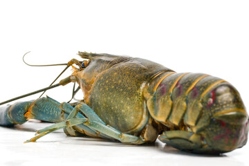 Selective focus of freshwater lobster on isolated white background. Also known as 