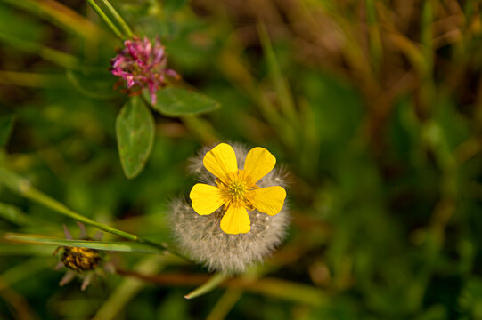 yellow buttercup lies on a white dandelion next to clover on a background of green grass