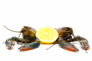 A picture of freshwater lobster or 