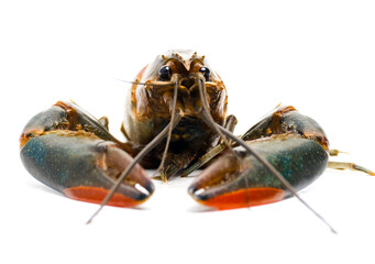 Close up freshwater or 