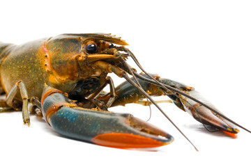 Closeup of freshwater lobster on isolated white background. High income for breeder as demand for the lobster increase in Malaysia.