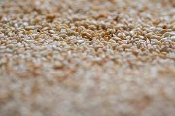 Browned sesame seeds closeup