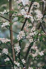 A vase of flowers on a tree branch