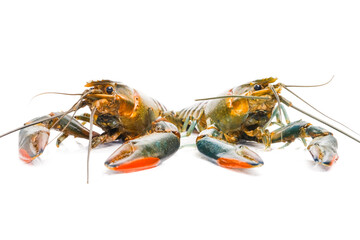 Two freshwater lobster on isolated white background. Freshwater lobster is new business trend in Malaysia.