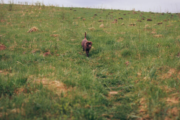 A bird standing on a lush green field
