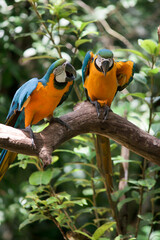 Yellow macaw on natural branch