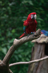 Red macaw on natural branch
